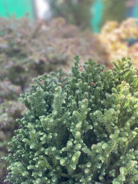 Cryptomeria japonica 'Vilmoriniana' - mapleridgenursery