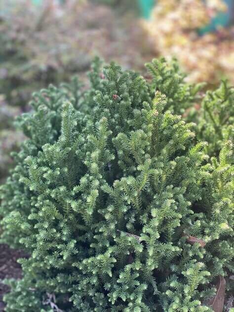 Cryptomeria japonica 'Vilmoriniana' - mapleridgenursery