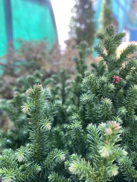 Cryptomeria japonica 'Vilmoriniana' - mapleridgenursery