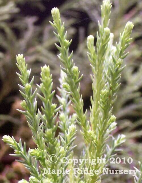 Cryptomeria japonica 'Yellow Twig' - mapleridgenursery