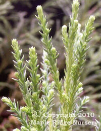 Thumbnail for Cryptomeria japonica 'Yellow Twig' - mapleridgenursery