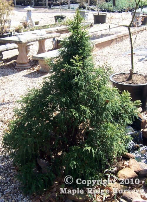 Cryptomeria japonica 'Yellow Twig' - mapleridgenursery