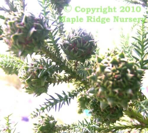 Cryptomeria japonica 'Yellow Twig' - mapleridgenursery