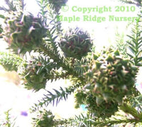 Thumbnail for Cryptomeria japonica 'Yellow Twig' - mapleridgenursery
