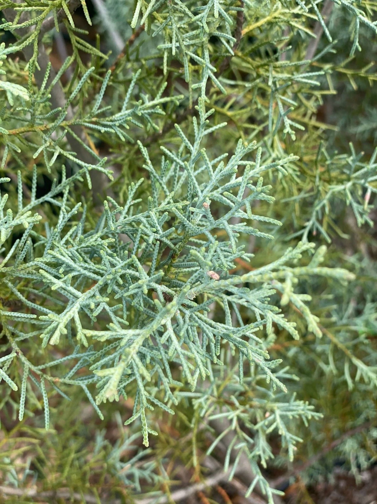 Cupressus arizonica 'Blue Ice' - mapleridgenursery