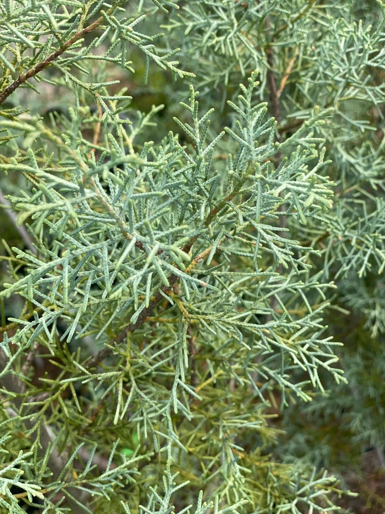 Cupressus arizonica 'Blue Ice' - mapleridgenursery