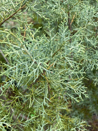 Thumbnail for Cupressus arizonica 'Blue Ice' - mapleridgenursery