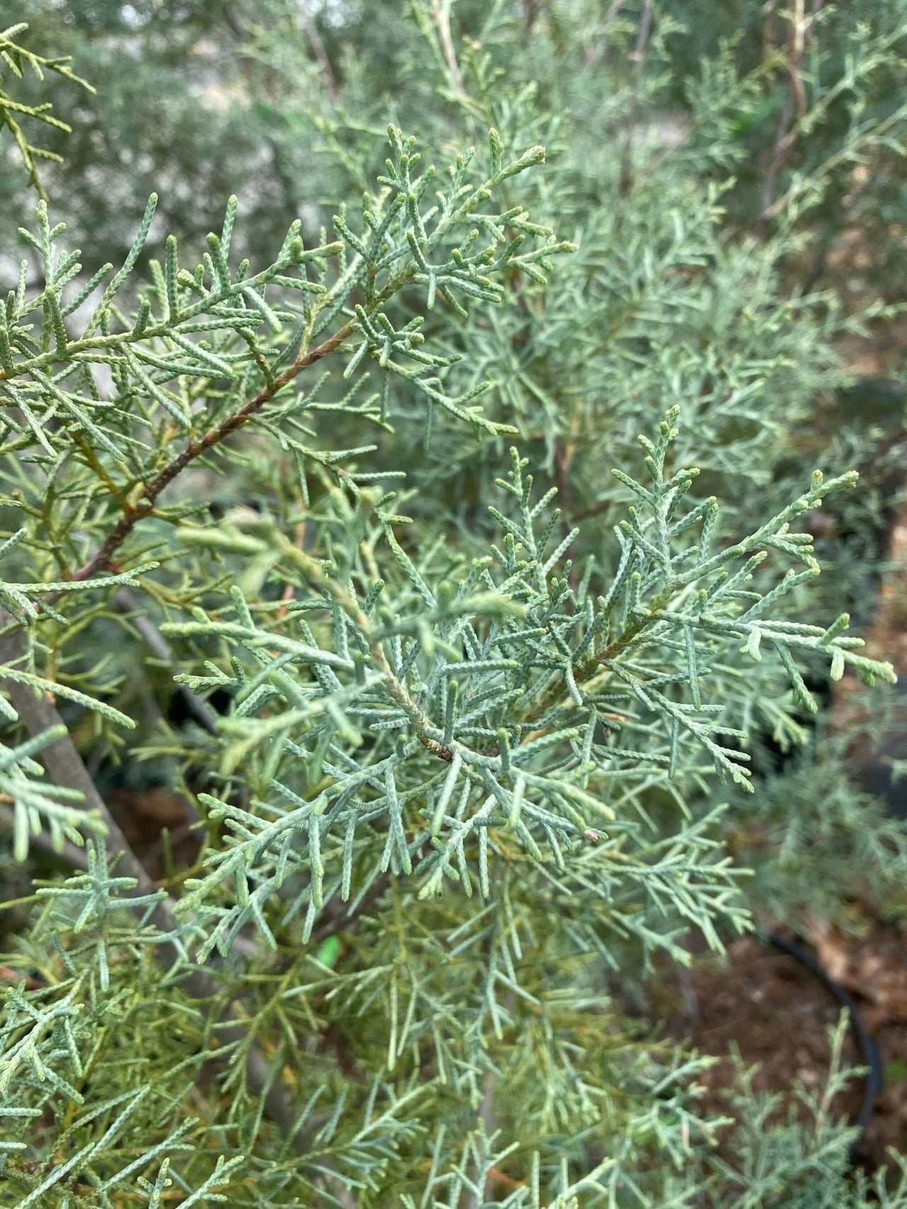 Cupressus arizonica 'Blue Ice' - mapleridgenursery