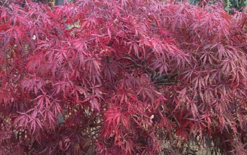 Japanese Maple Starter Pack - Maple Ridge Nursery