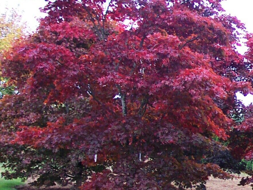 Japanese Maple Starter Pack - Maple Ridge Nursery