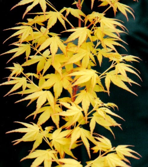Japanese Maple Starter Pack - Maple Ridge Nursery