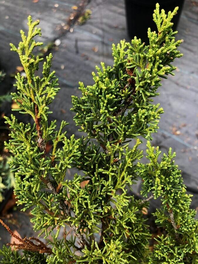 Juniperus chinensis 'Shimpaku' - mapleridgenursery