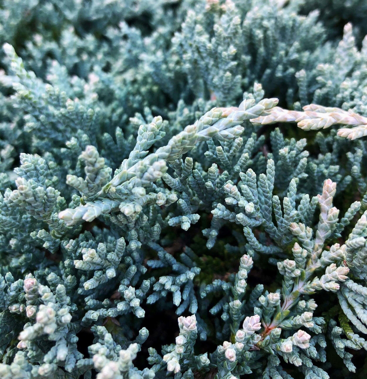 Juniperus horizontalis 'Icee blue' - mapleridgenursery