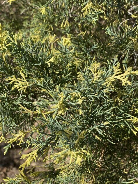 Juniperus x Media 'Blue and Gold' - mapleridgenursery