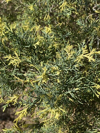 Thumbnail for Juniperus x Media 'Blue and Gold' - mapleridgenursery