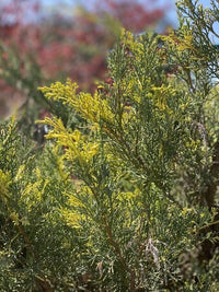 Thumbnail for Juniperus x Media 'Blue and Gold' - mapleridgenursery