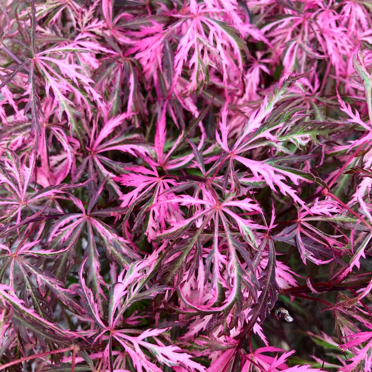 Mystery Japanese Maple - Maple Ridge Nursery