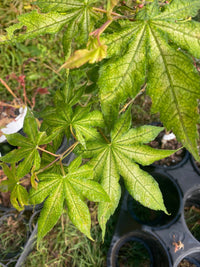 Thumbnail for Mystery Japanese Maple Bundle - Maple Ridge Nursery