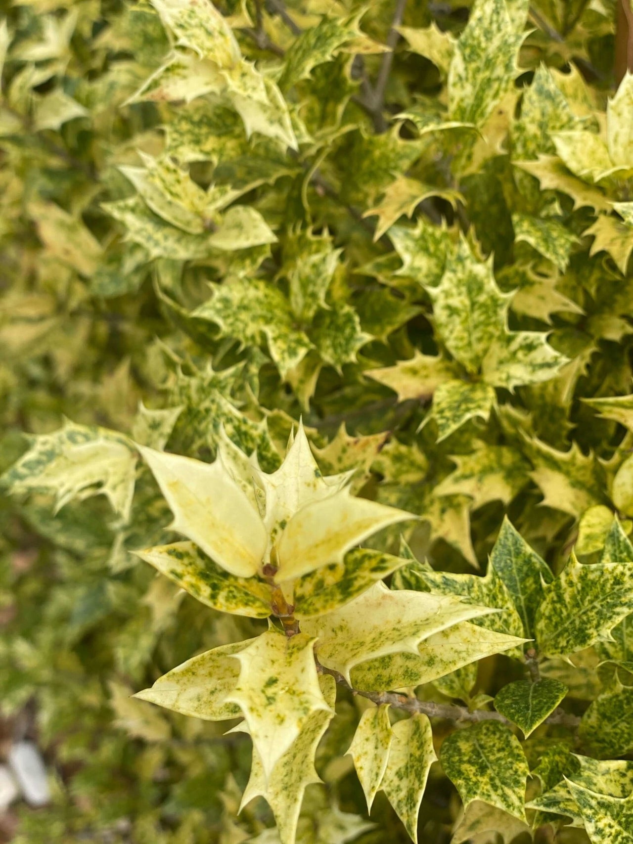 Osmanthus heterophyllus 'Goshiki' - mapleridgenursery