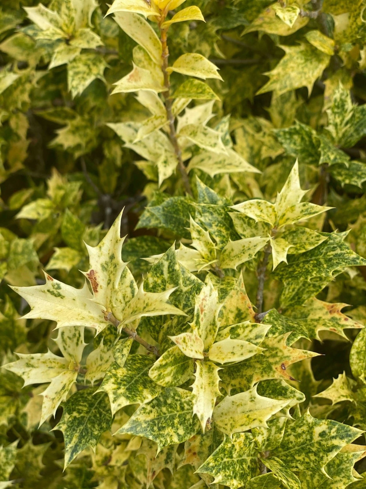 Osmanthus heterophyllus 'Goshiki' - mapleridgenursery