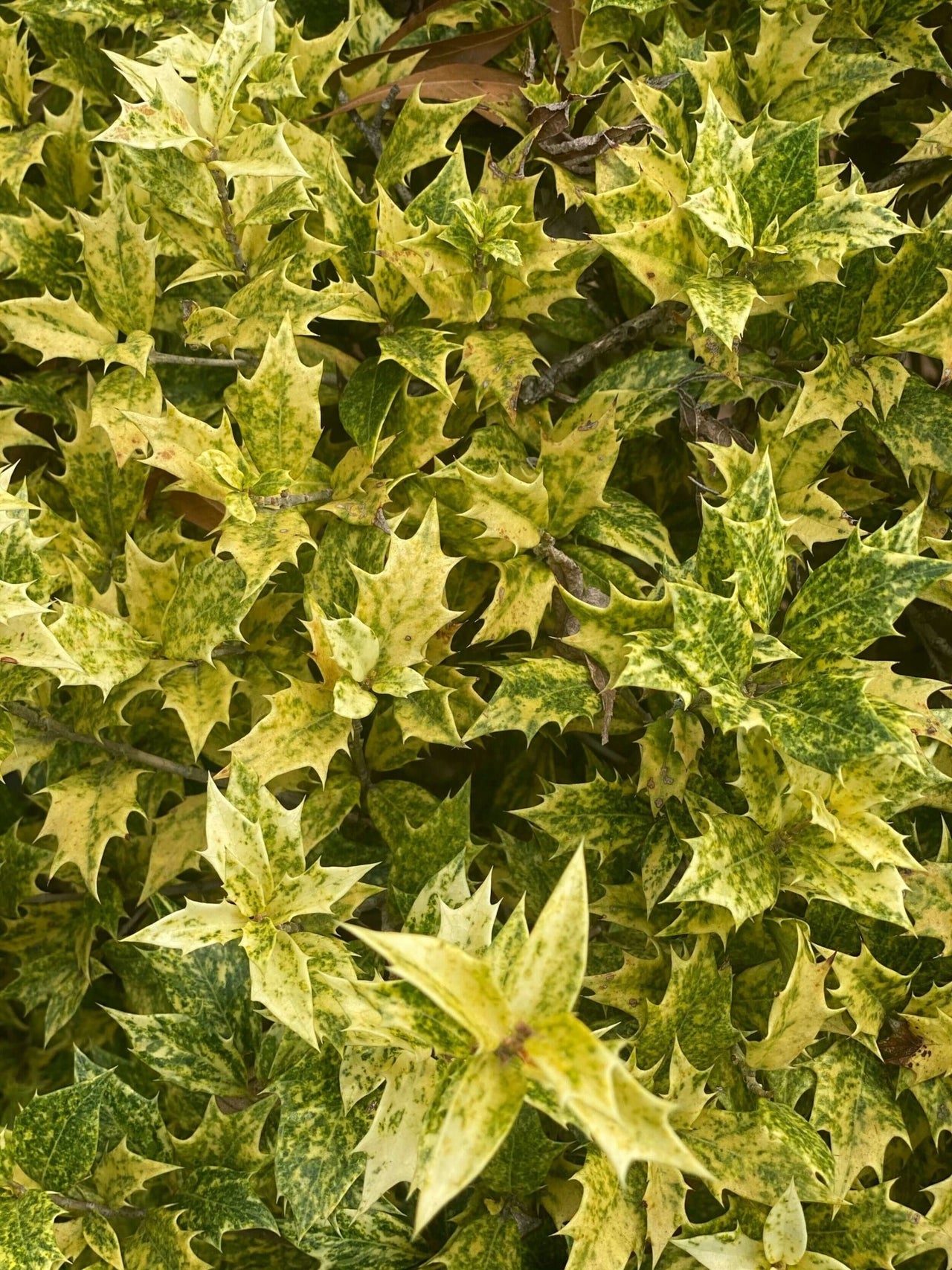 Osmanthus heterophyllus 'Goshiki' - mapleridgenursery