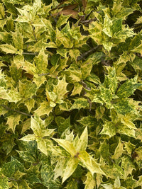 Thumbnail for Osmanthus heterophyllus 'Goshiki' - mapleridgenursery