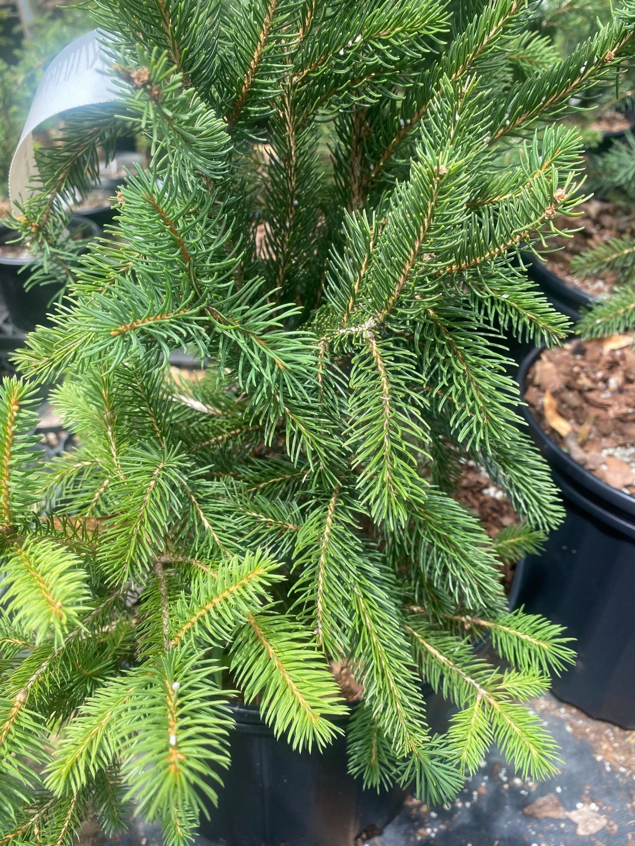 Picea abies 'Cupressina' - mapleridgenursery