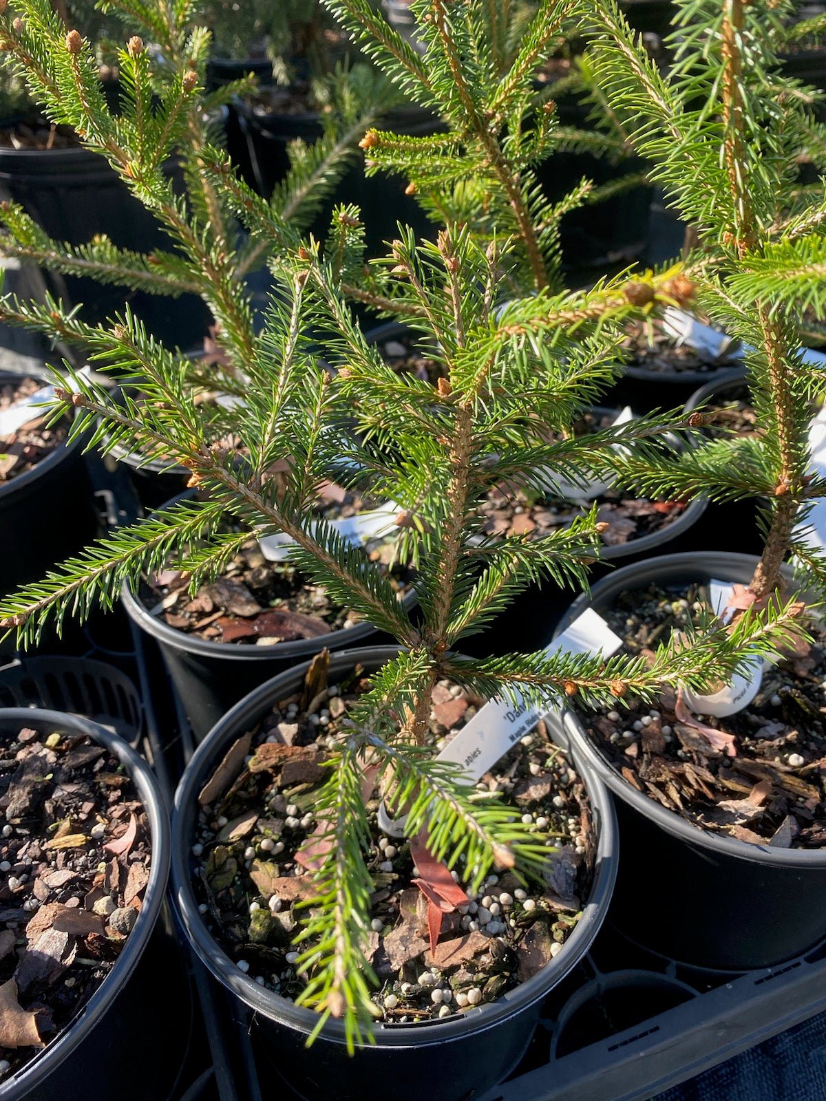 Picea abies 'Dandylion' - Maple Ridge Nursery