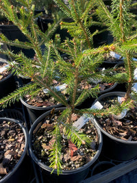 Thumbnail for Picea abies 'Dandylion' - Maple Ridge Nursery