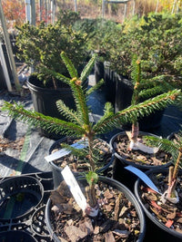 Thumbnail for Picea abies 'Gold Drift' - Maple Ridge Nursery
