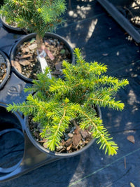 Thumbnail for Picea abies 'Lilliput' - Maple Ridge Nursery