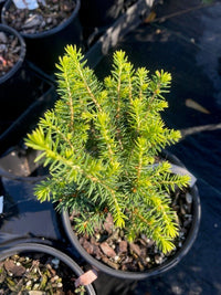Thumbnail for Picea abies 'Lilliput' - Maple Ridge Nursery