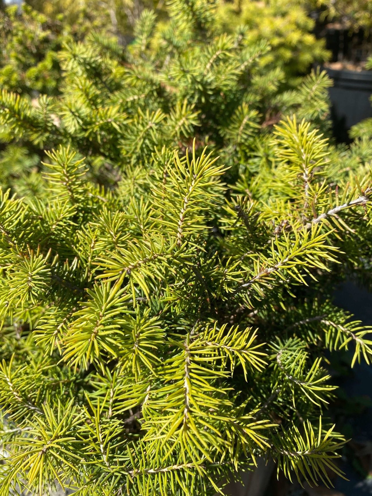 Picea abies 'Nidiformis' - mapleridgenursery