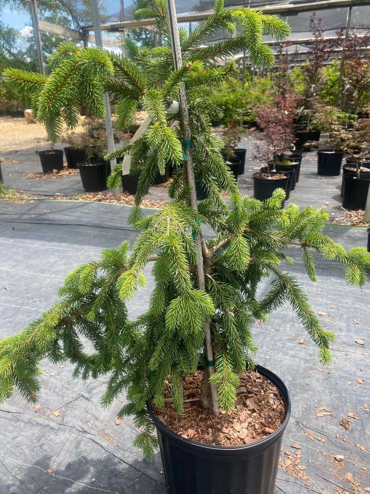 Picea abies 'Pendula' - mapleridgenursery