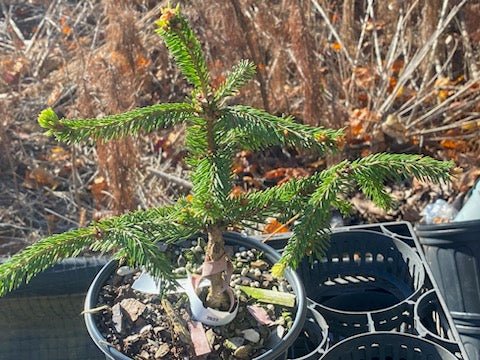 Picea abies 'Perry's Gold' - Maple Ridge Nursery