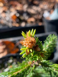 Thumbnail for Picea abies 'Perry's Gold' - Maple Ridge Nursery