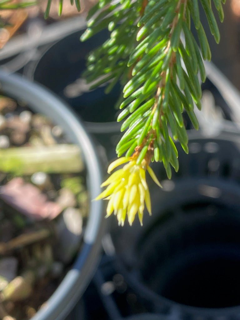 Picea abies 'Perry's Gold' - Maple Ridge Nursery