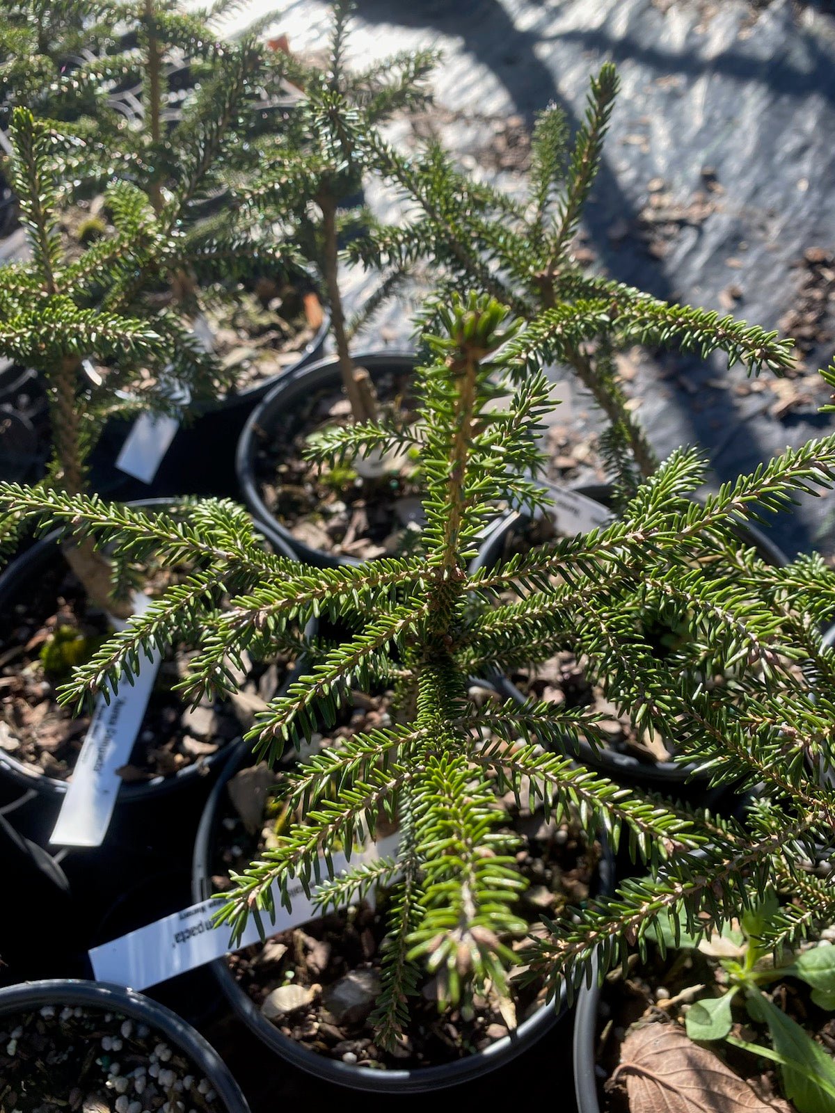 Picea orientalis 'Aurea compacta' - Maple Ridge Nursery