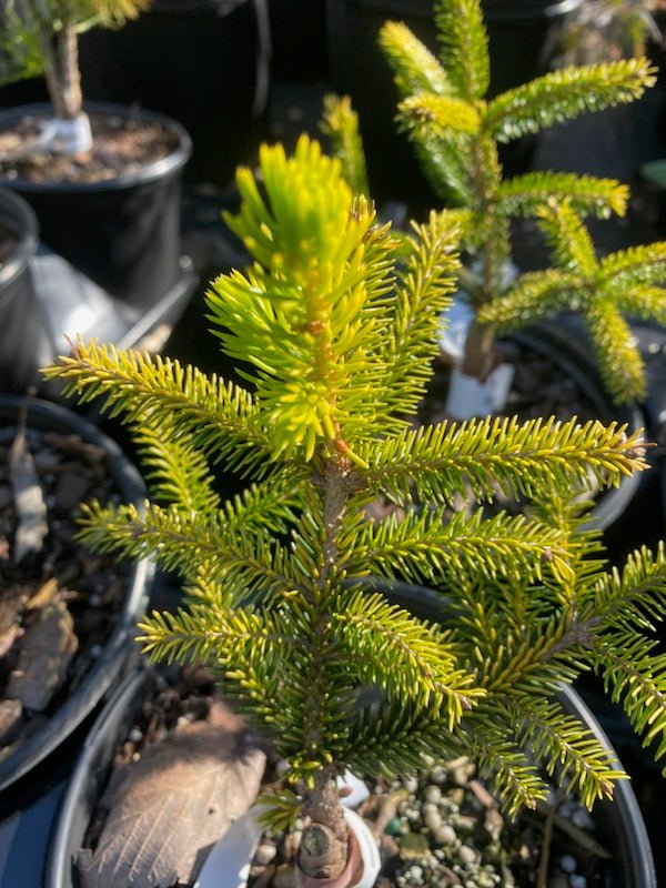 Picea orientalis 'Lil Sky' - Maple Ridge Nursery