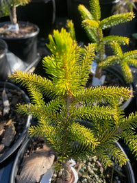 Thumbnail for Picea orientalis 'Lil Sky' - Maple Ridge Nursery