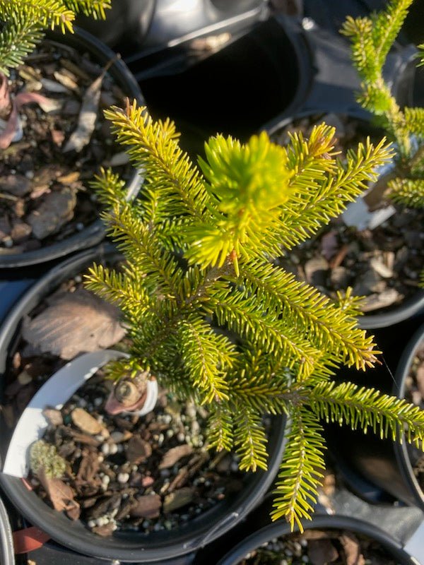 Picea orientalis 'Lil Sky' - Maple Ridge Nursery