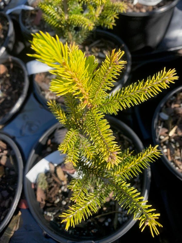 Picea orientalis 'Lil Sky' - Maple Ridge Nursery