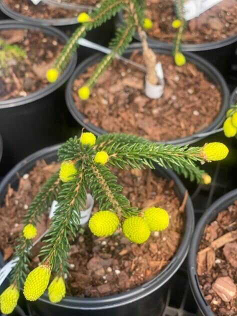 Picea orientalis 'Skylands' - mapleridgenursery