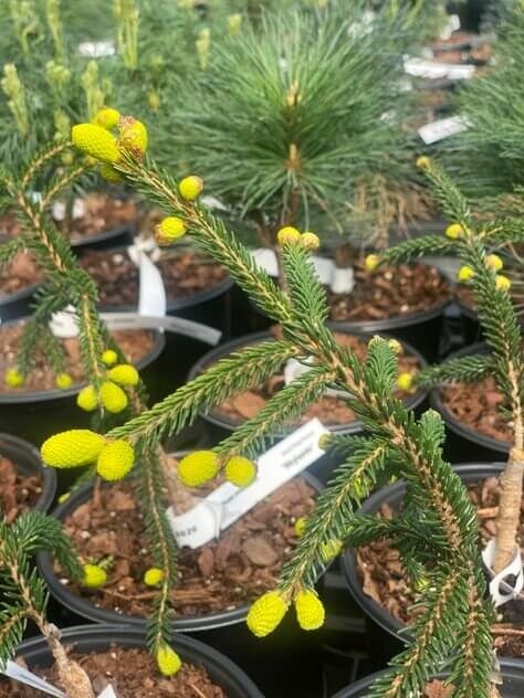 Picea orientalis 'Skylands' - mapleridgenursery