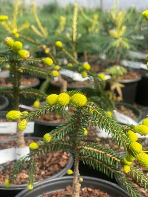 Picea orientalis 'Skylands' - mapleridgenursery