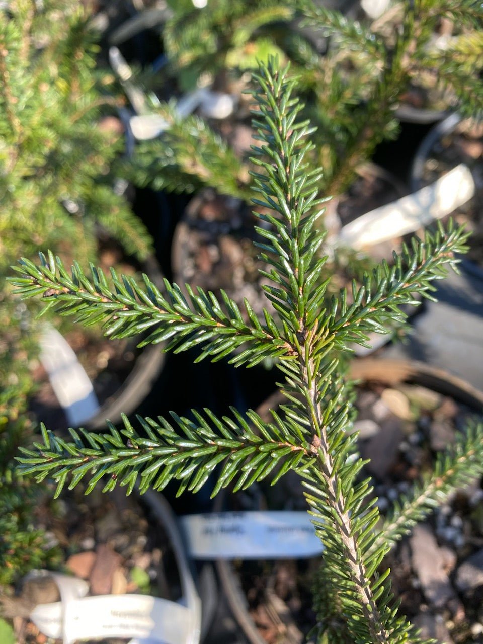 Picea orientalis 'Spring Frost' - Maple Ridge Nursery
