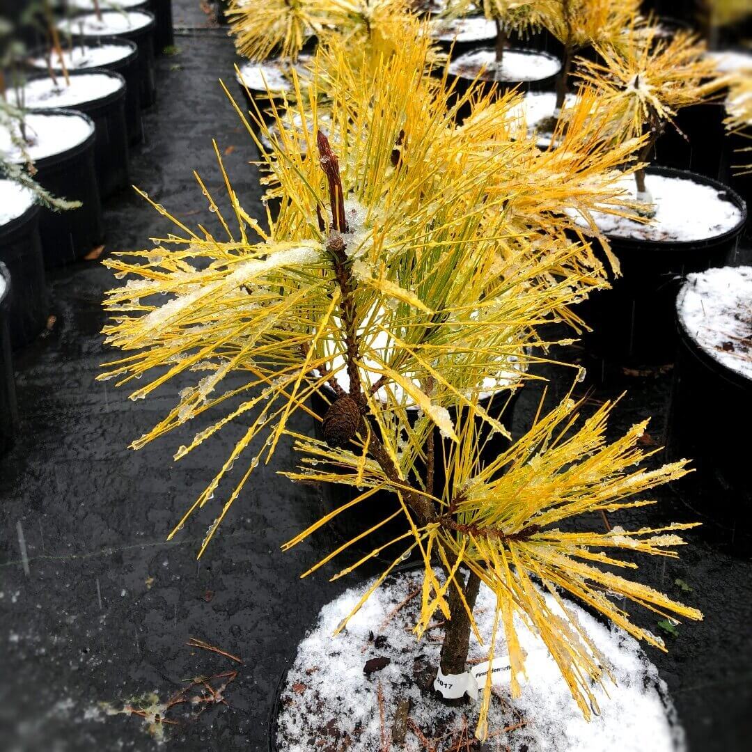 Pinus densiflora 'Aurea' - mapleridgenursery