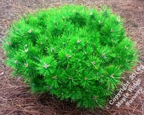 Pinus densiflora 'Low Glow' - mapleridgenursery