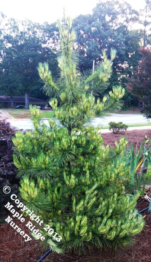 Pinus densiflora 'Oculus draconis' - mapleridgenursery