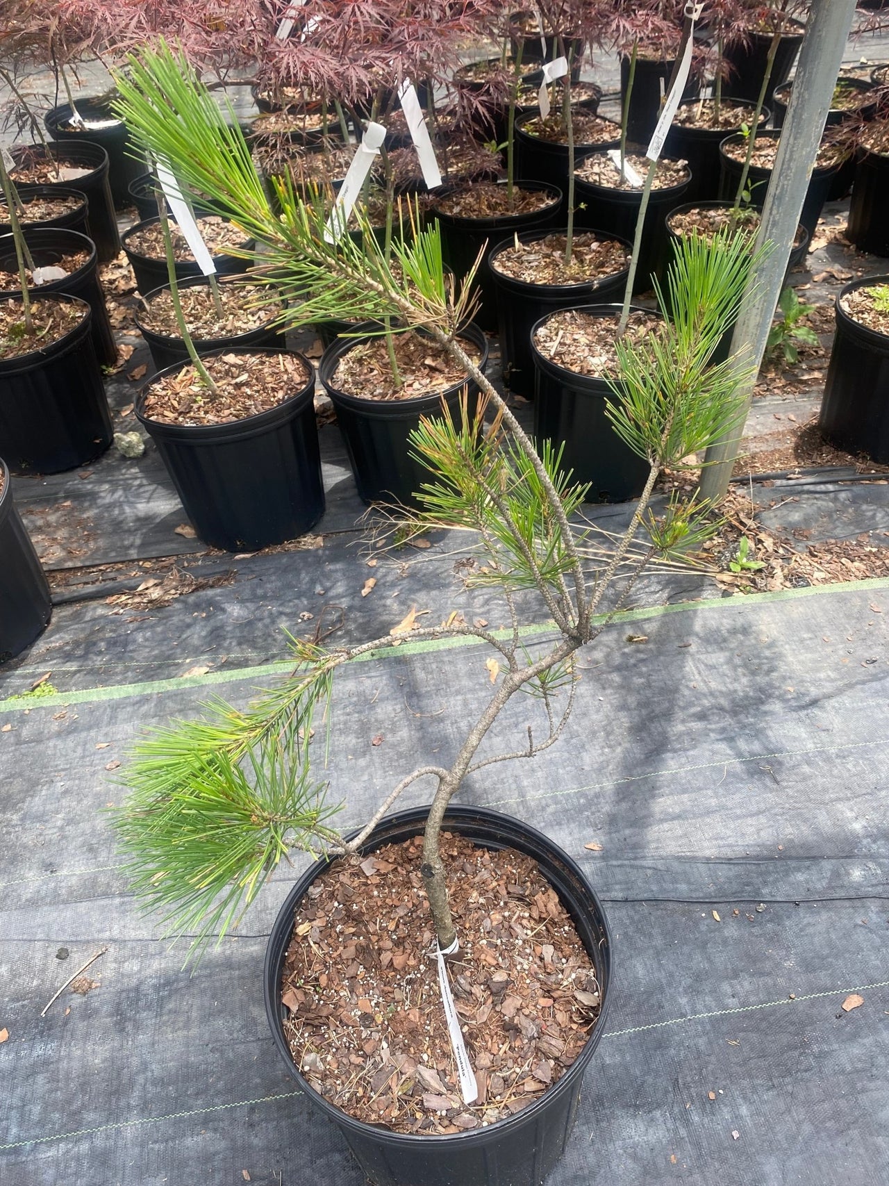 Pinus densiflora 'Pendula' - mapleridgenursery
